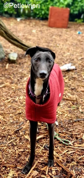 PetitFilou adozione levrieri greyhound 6