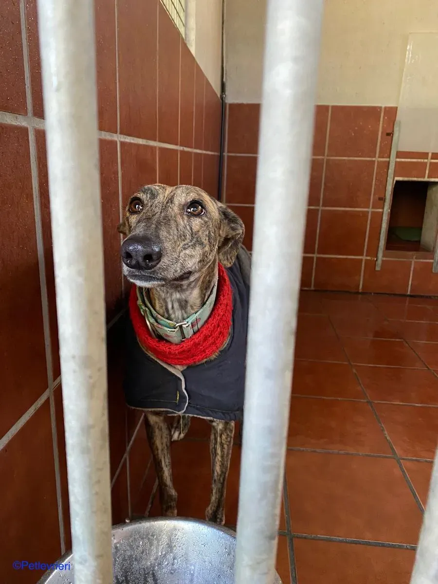 Petra adozione levrieri galgo 01