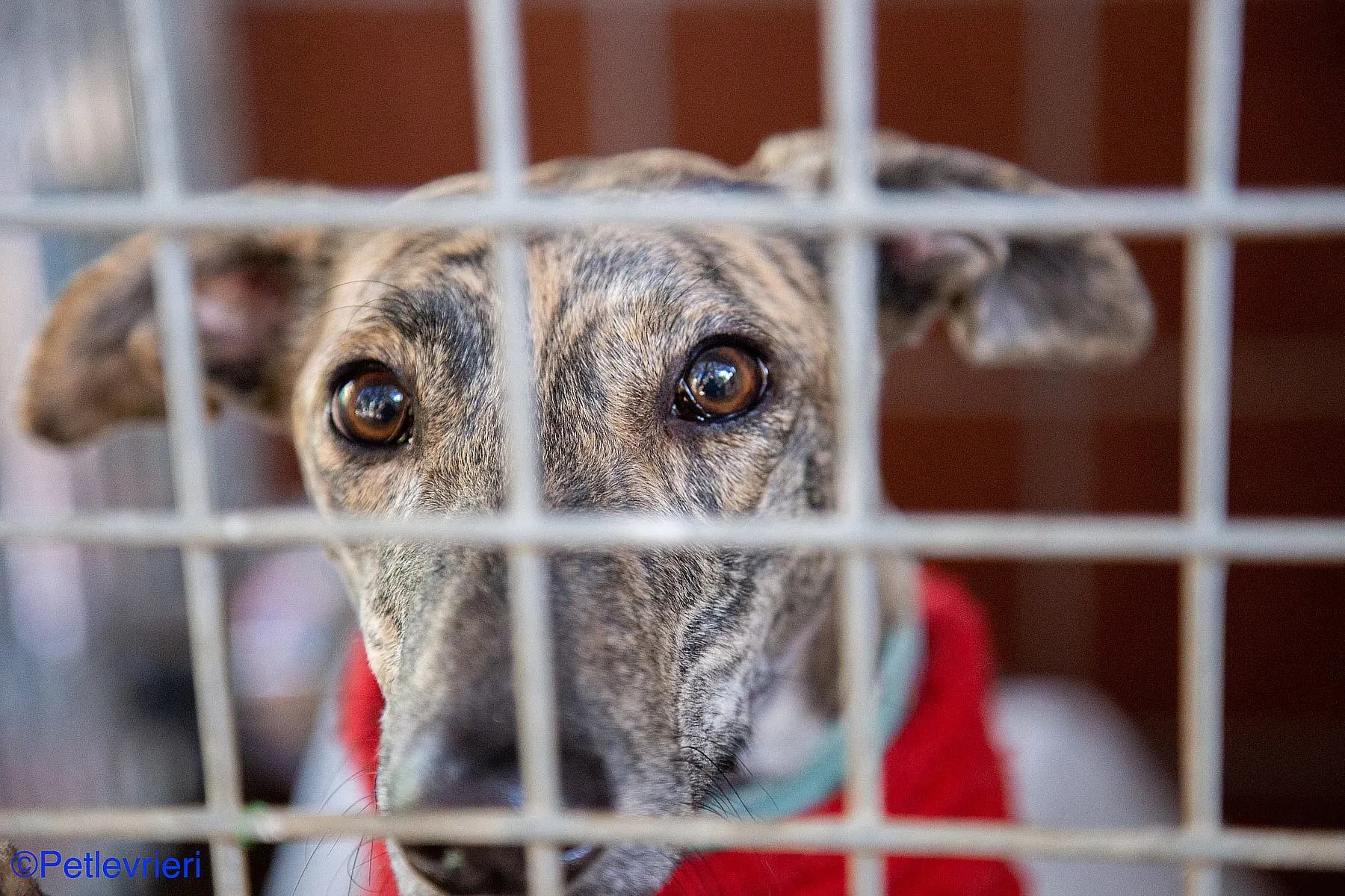 Petra adozione levrieri galgo 01 1