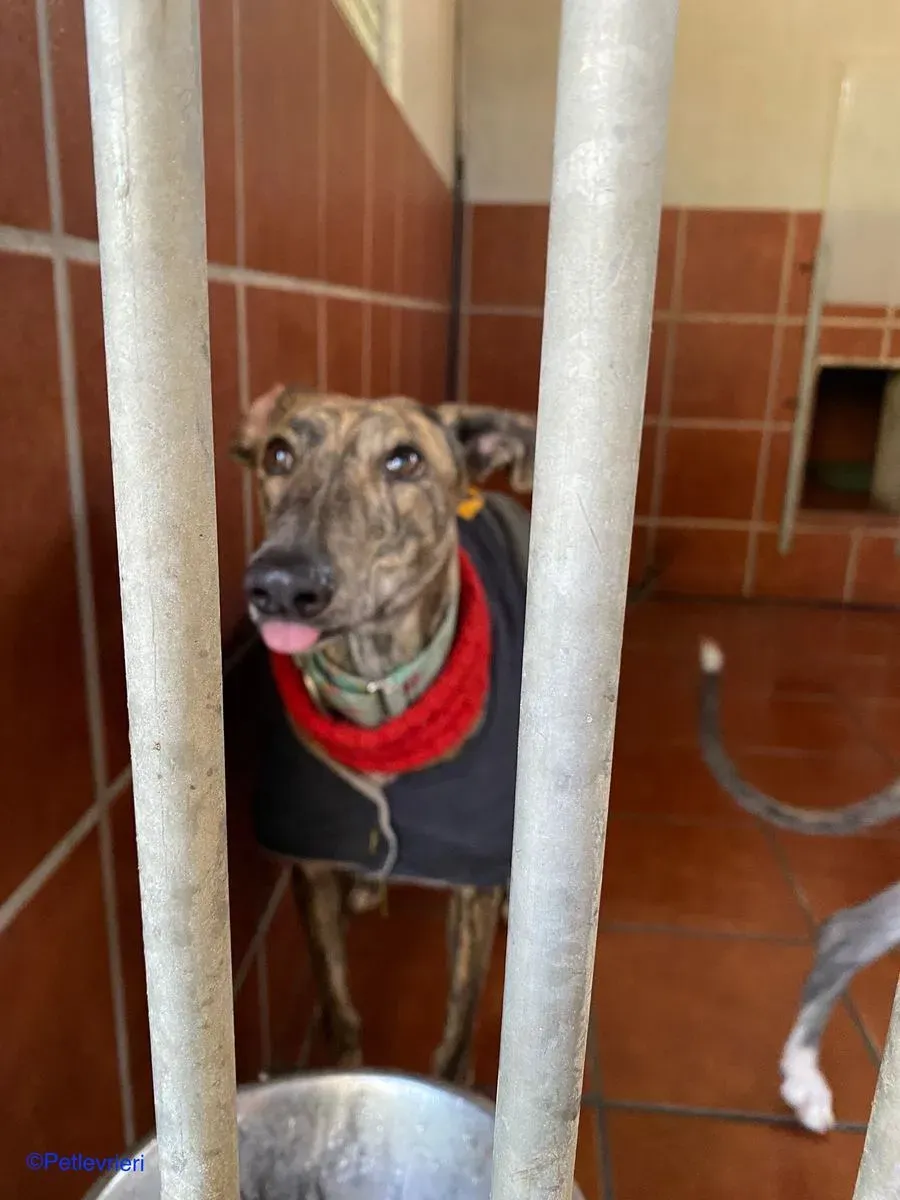 Petra adozione levrieri galgo 02