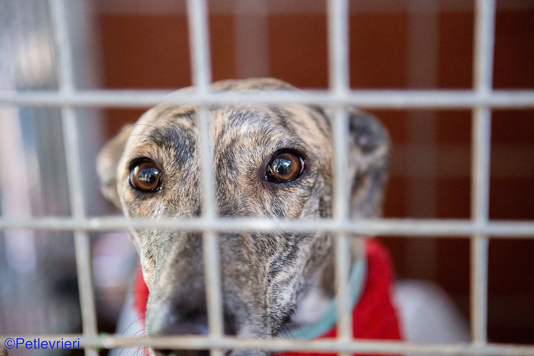 Petra adozione levrieri galgo 02 1