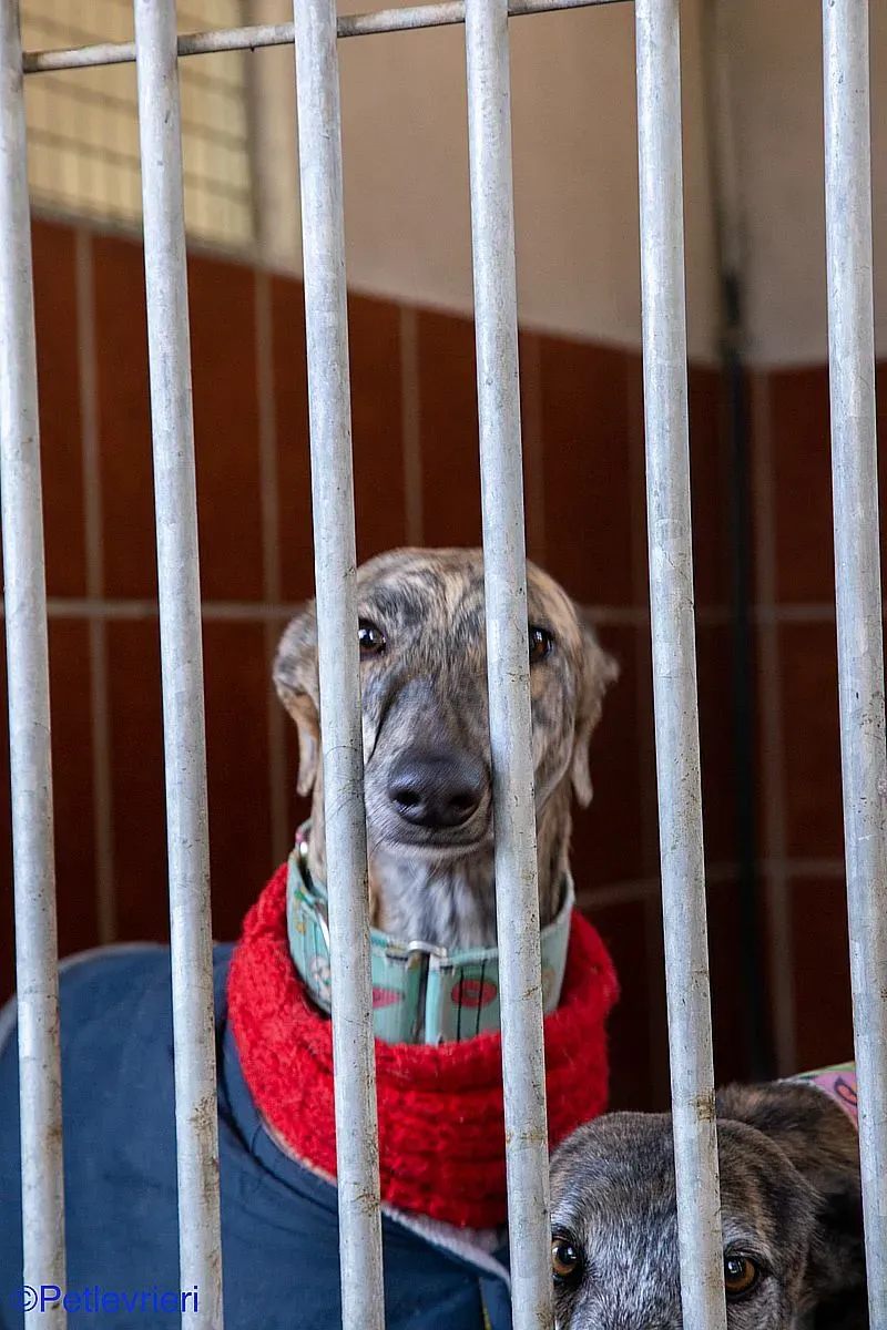 Petra adozione levrieri galgo 03