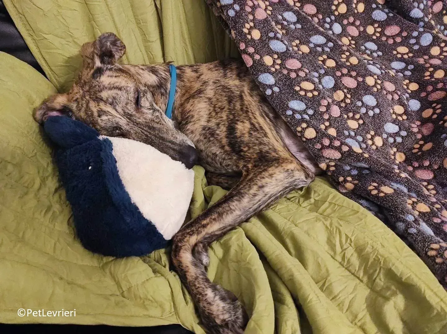 Petra adozione levrieri galgo 11