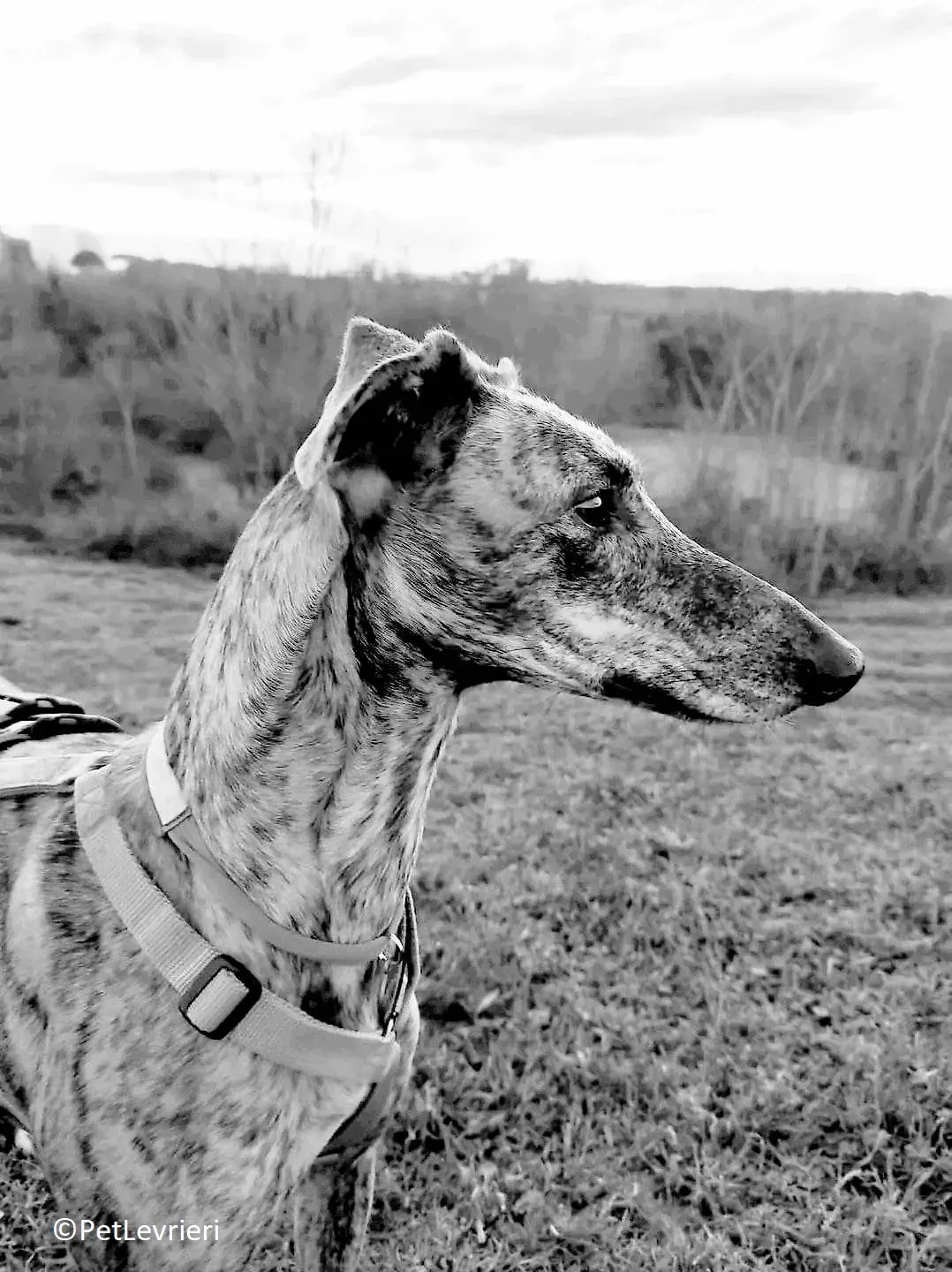 Petra adozione levrieri galgo 12