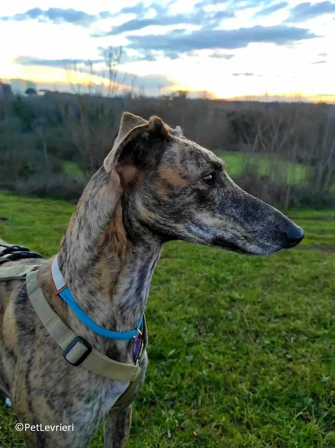 Petra adozione levrieri galgo 13