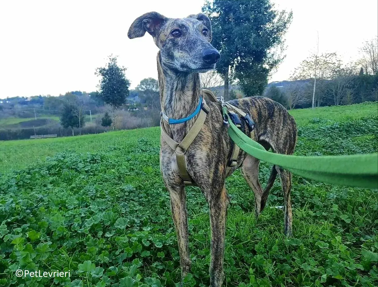 Petra adozione levrieri galgo 15