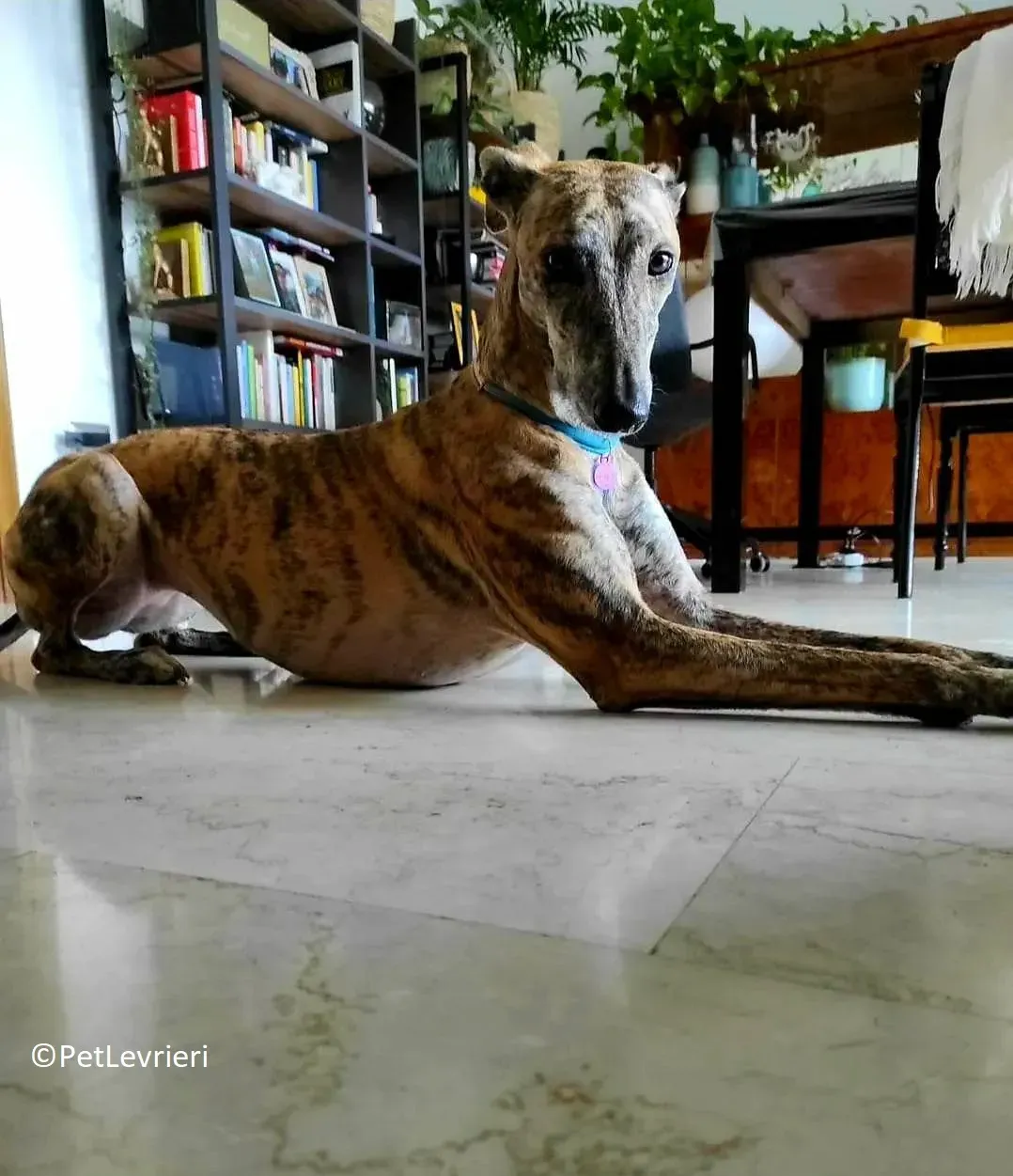 Petra adozione levrieri galgo 16
