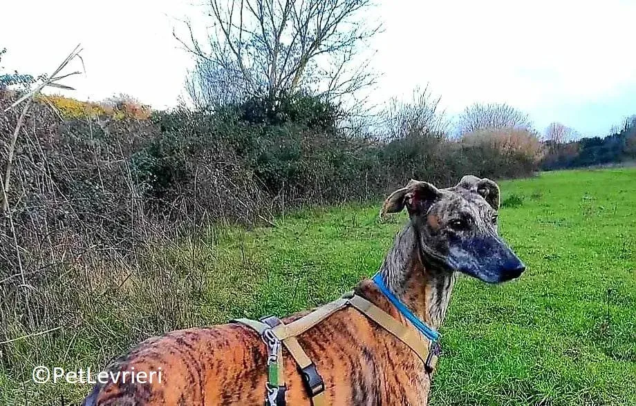 Petra adozione levrieri galgo 17