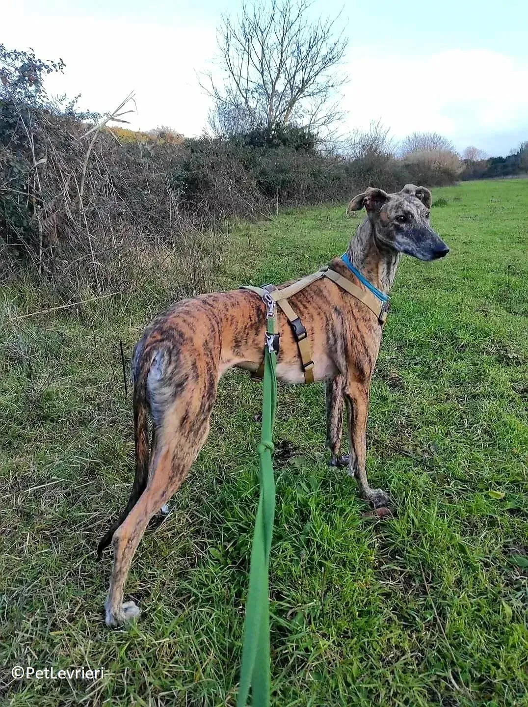 Petra adozione levrieri galgo 18