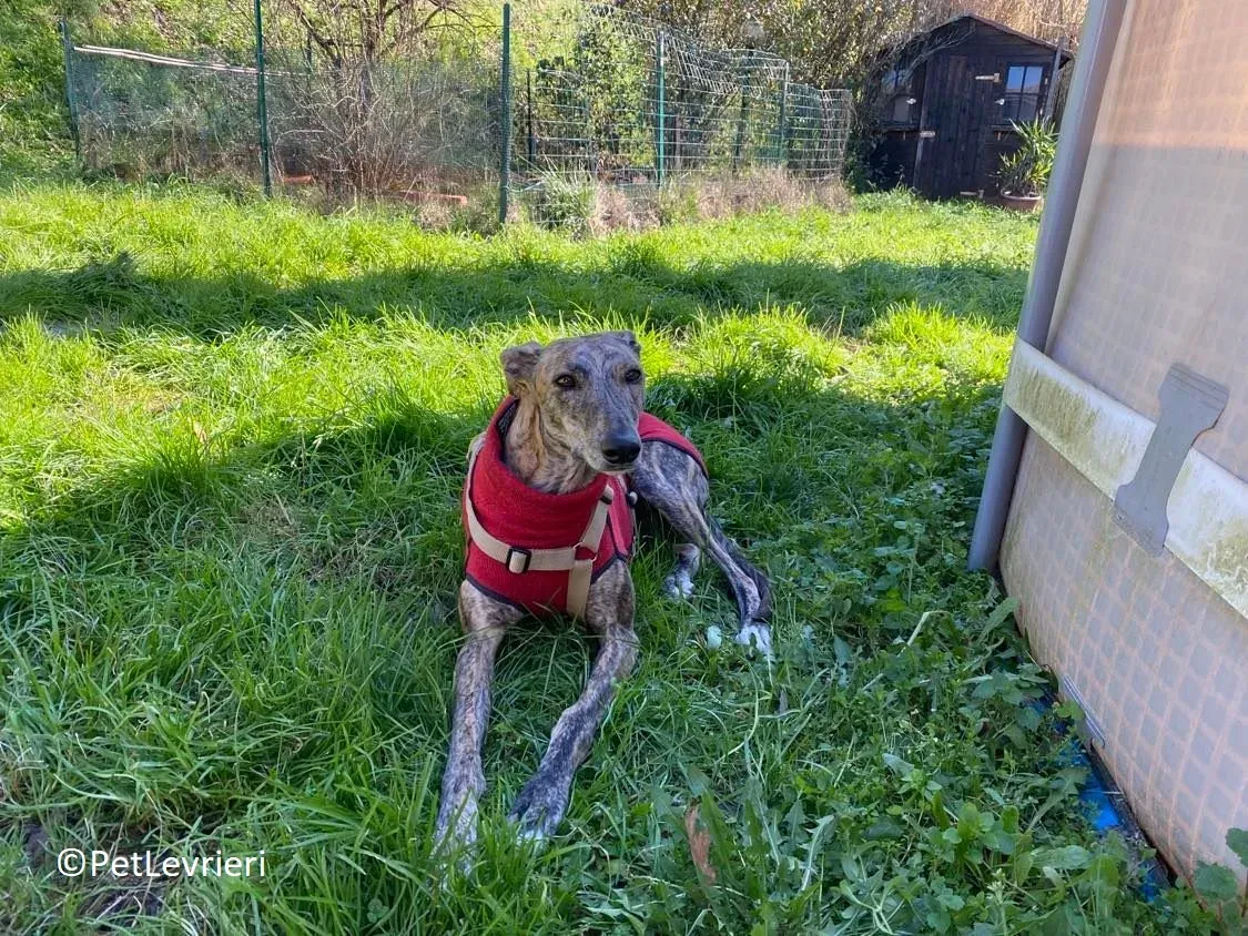 Petra adozione levrieri galgo 19