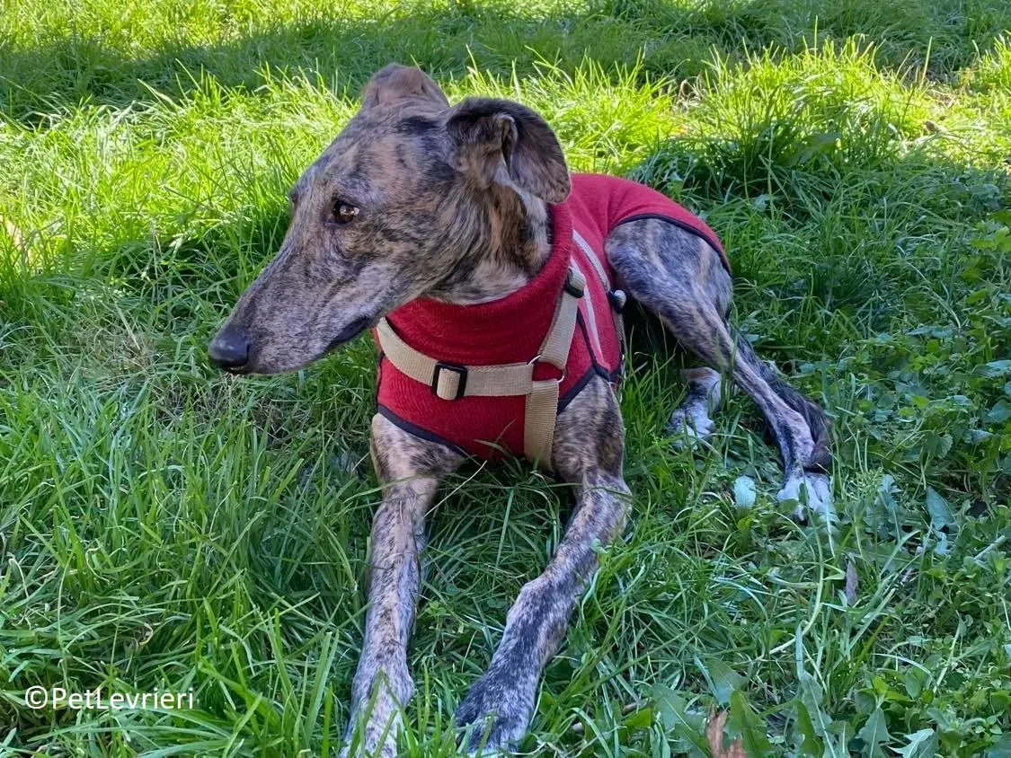 Petra adozione levrieri galgo 20