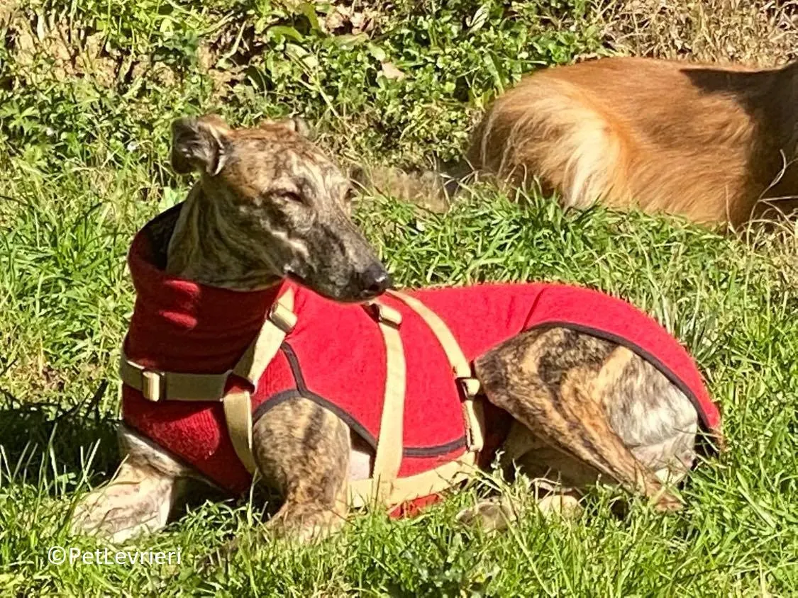 Petra adozione levrieri galgo 22