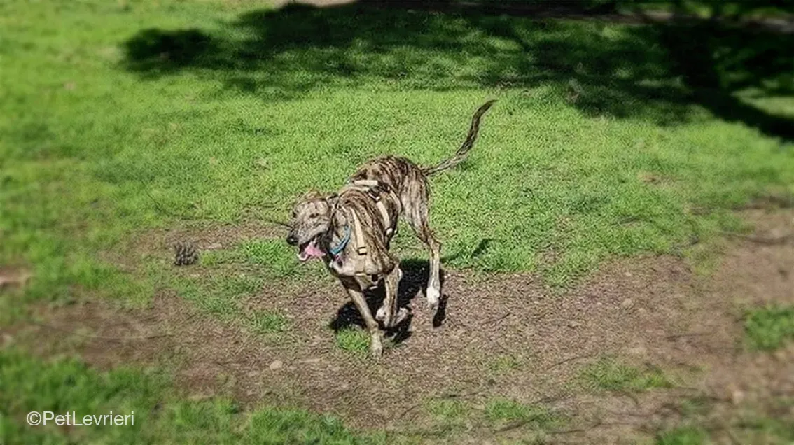 Petra adozione levrieri galgo 23