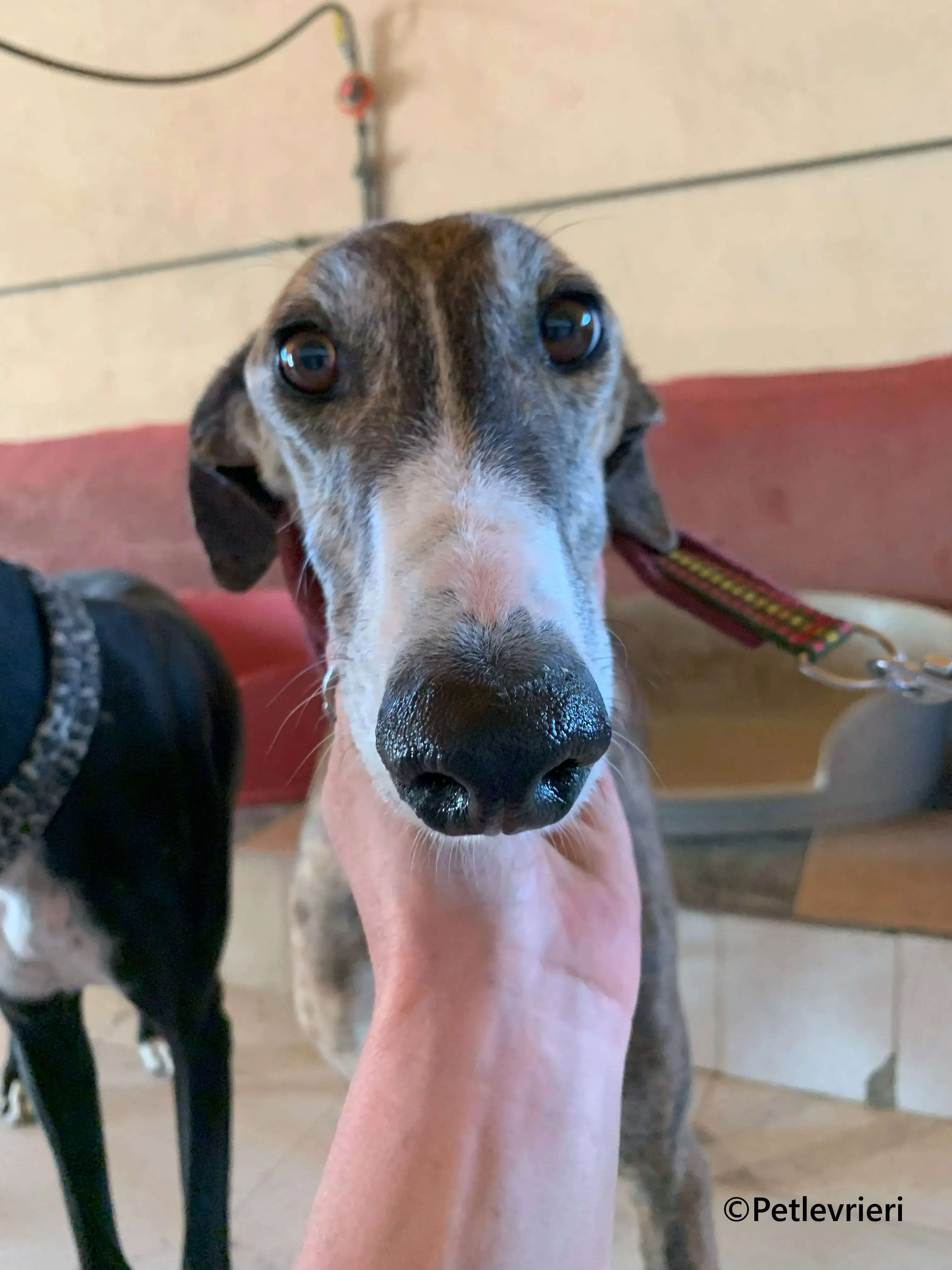Phoenix galgo adozione pet levrieri onlus 1