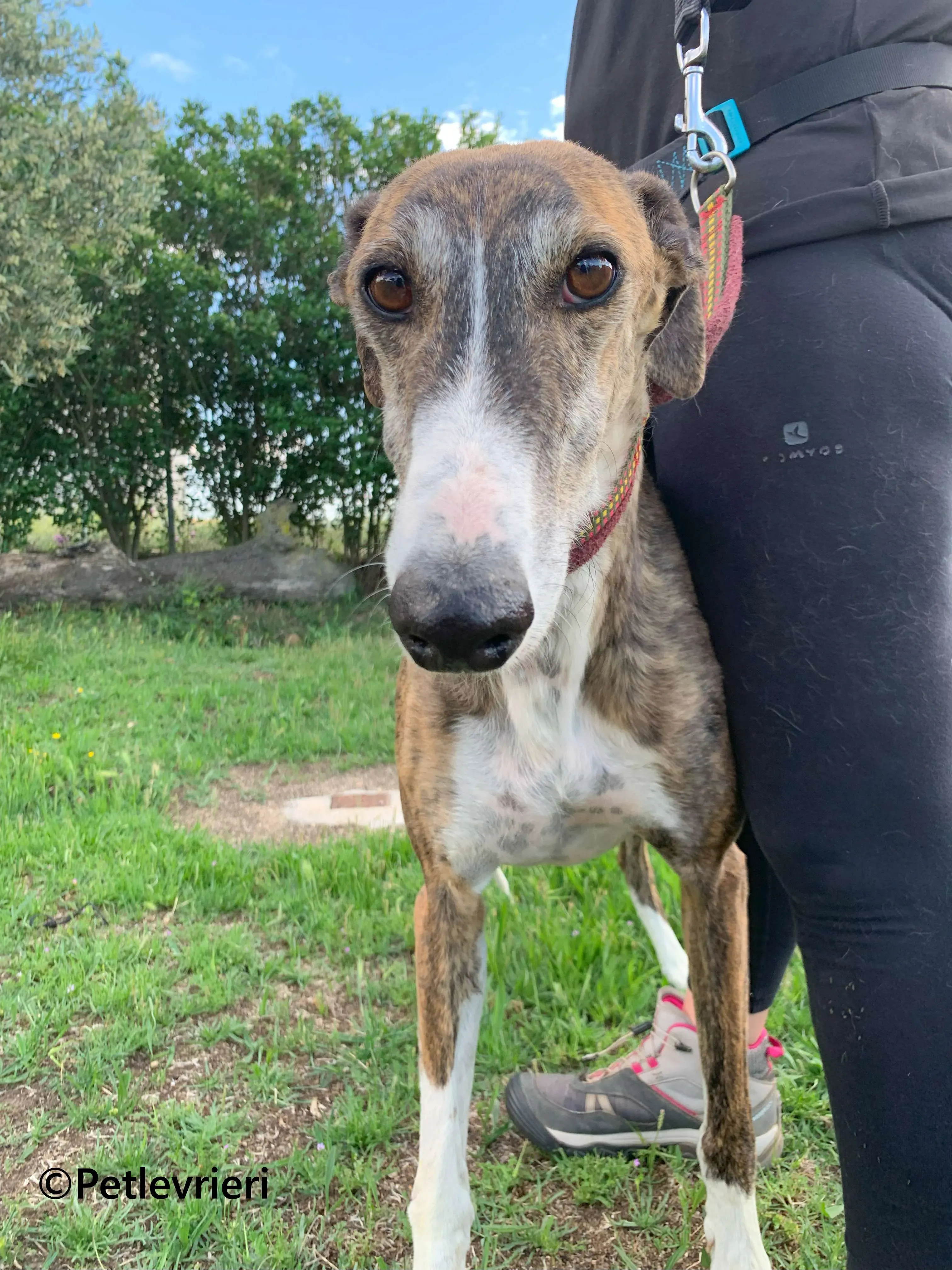 Phoenix galgo adozione pet levrieri onlus 11