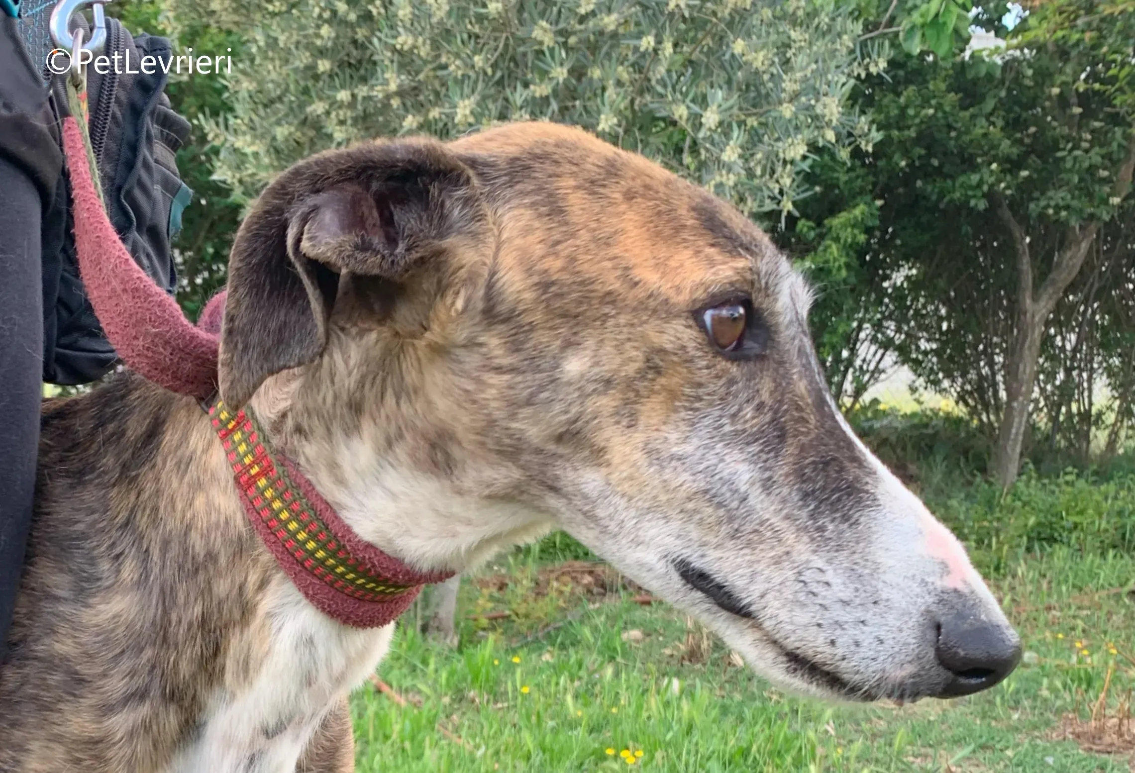 Phoenix galgo adozione pet levrieri onlus 12 2