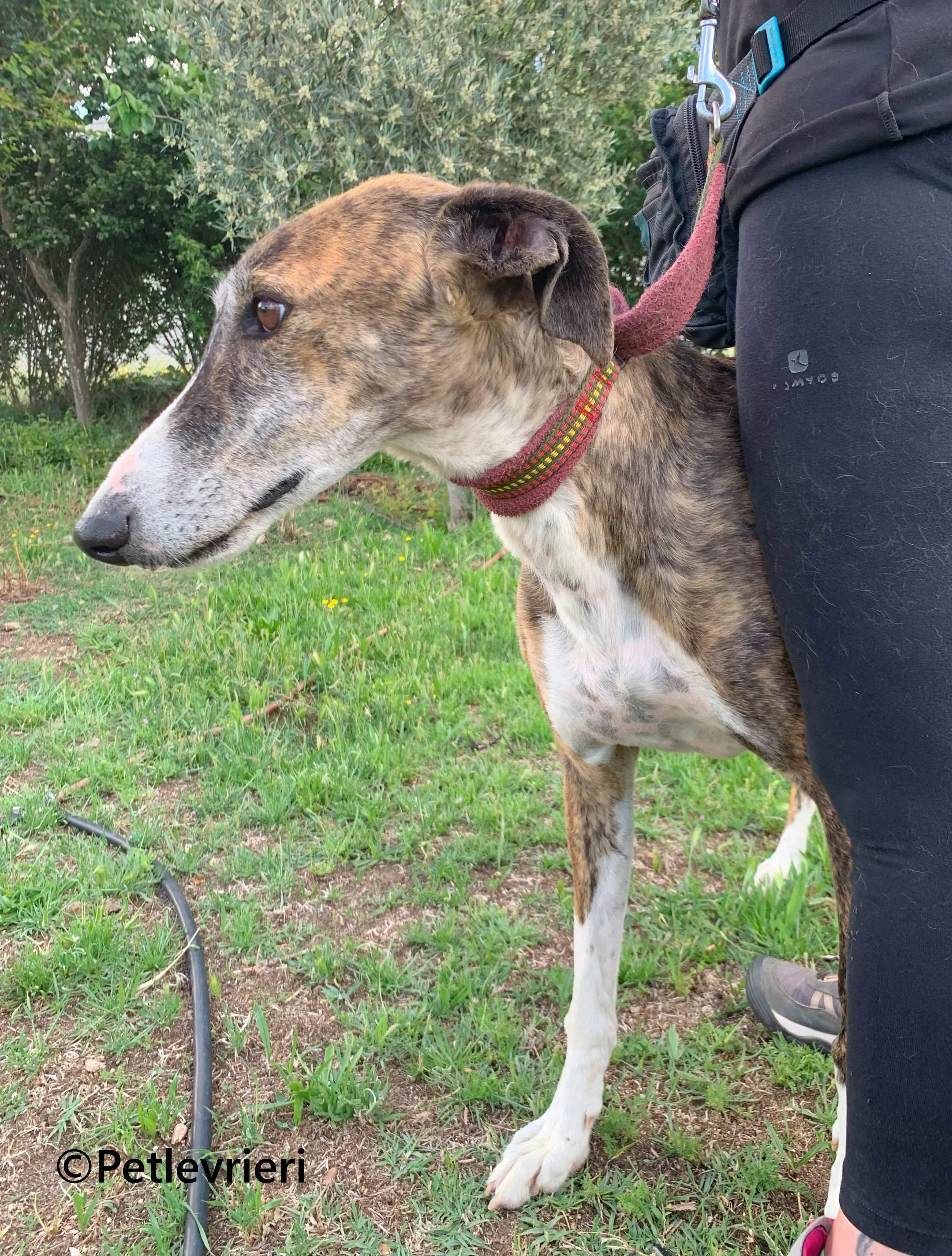 Phoenix galgo adozione pet levrieri onlus 13