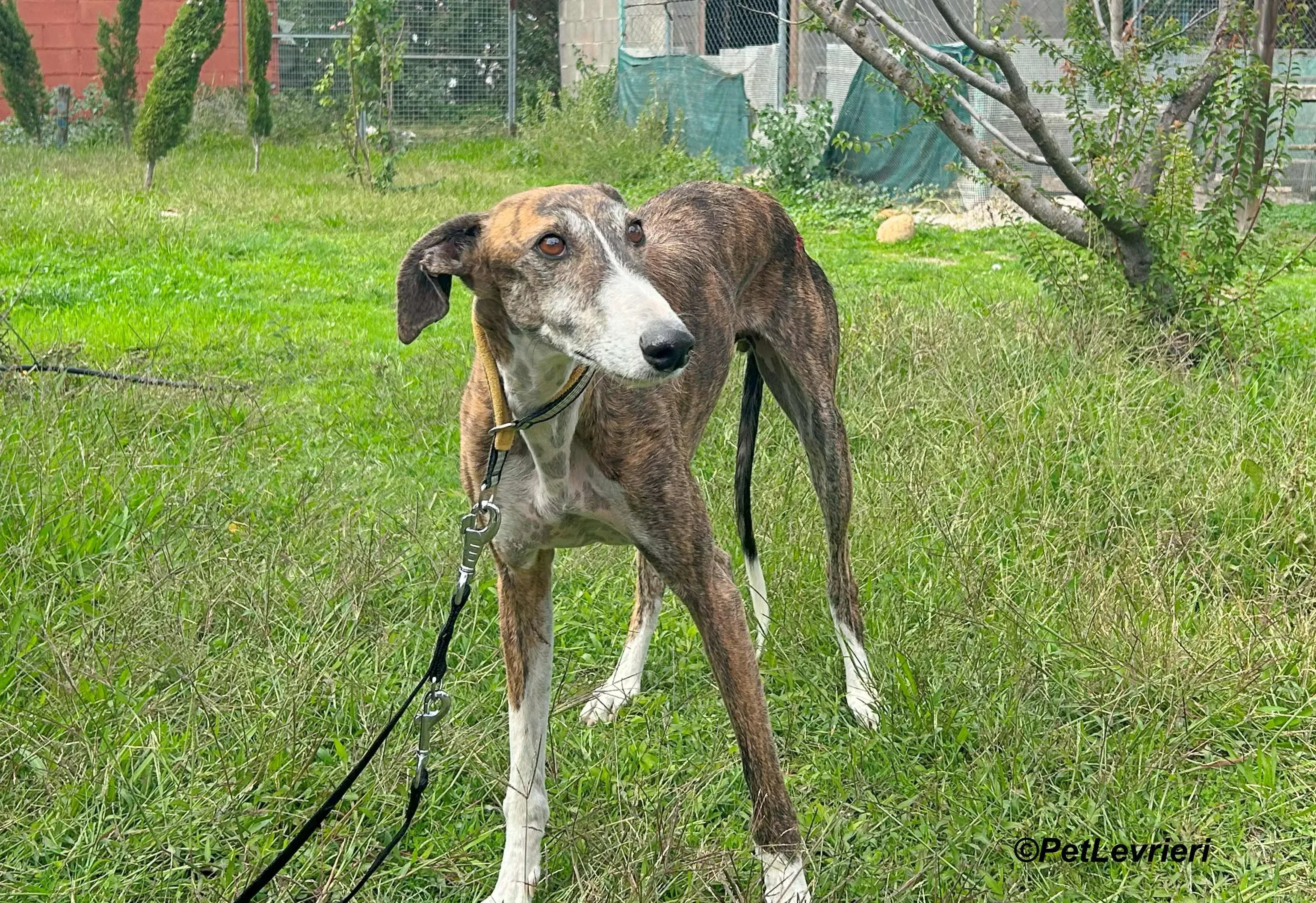 Phoenix galgo adozione pet levrieri onlus 15