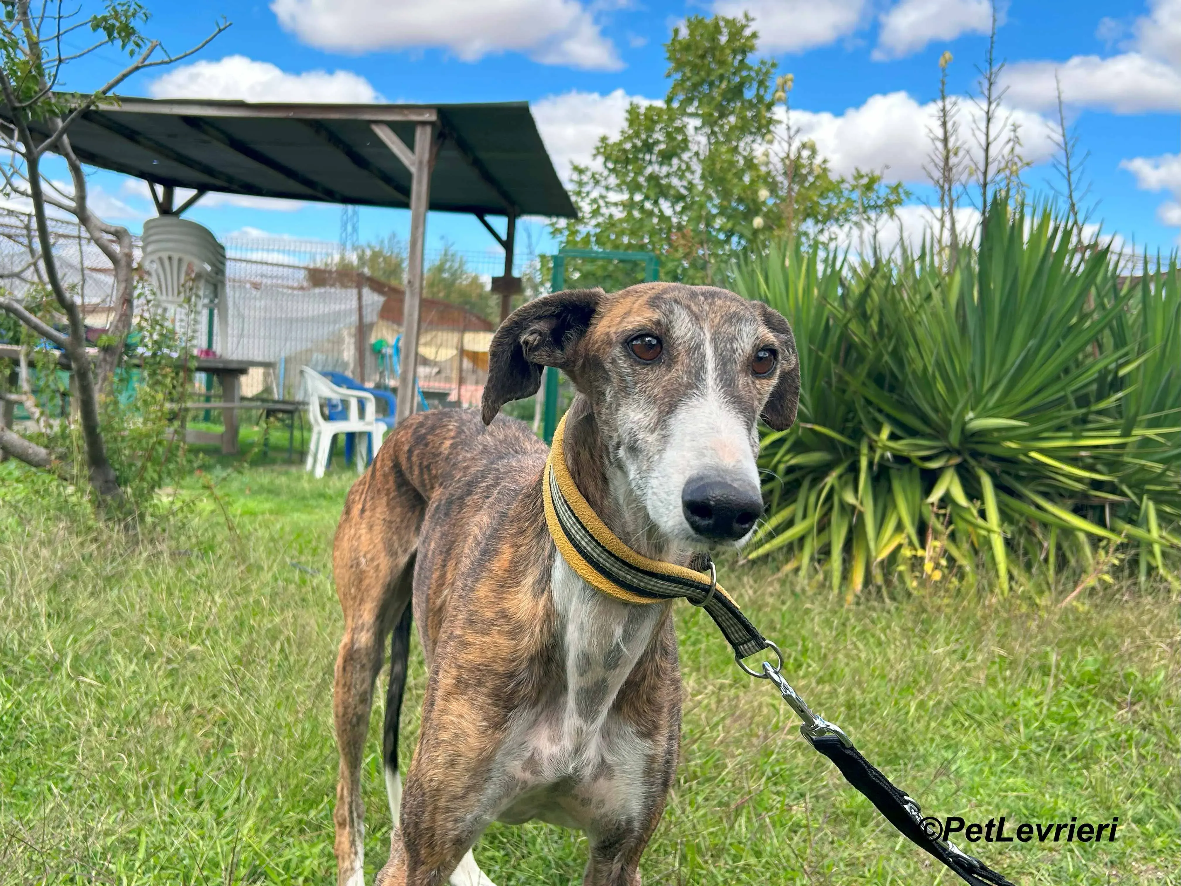 Phoenix galgo adozione pet levrieri onlus 17