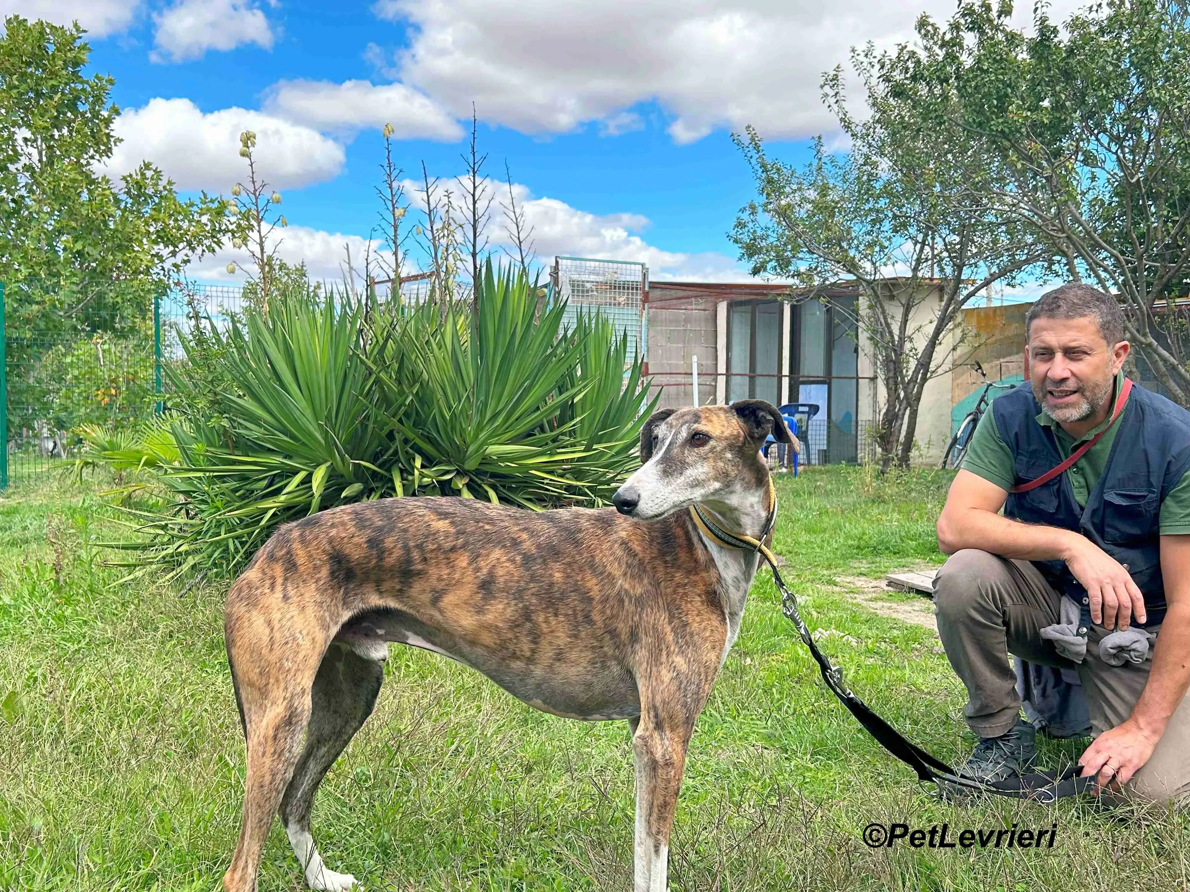 Phoenix galgo adozione pet levrieri onlus 18