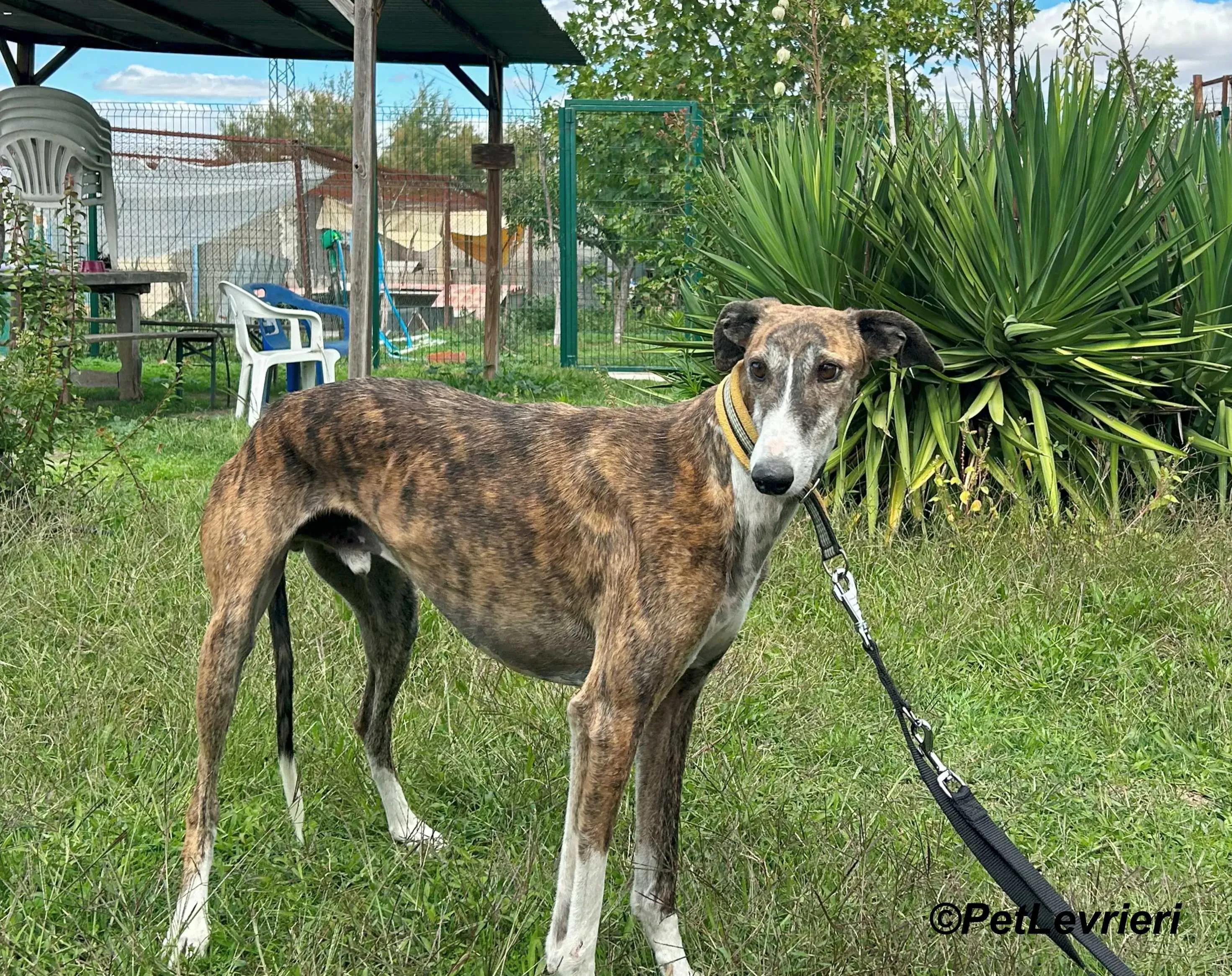 Phoenix galgo adozione pet levrieri onlus 19