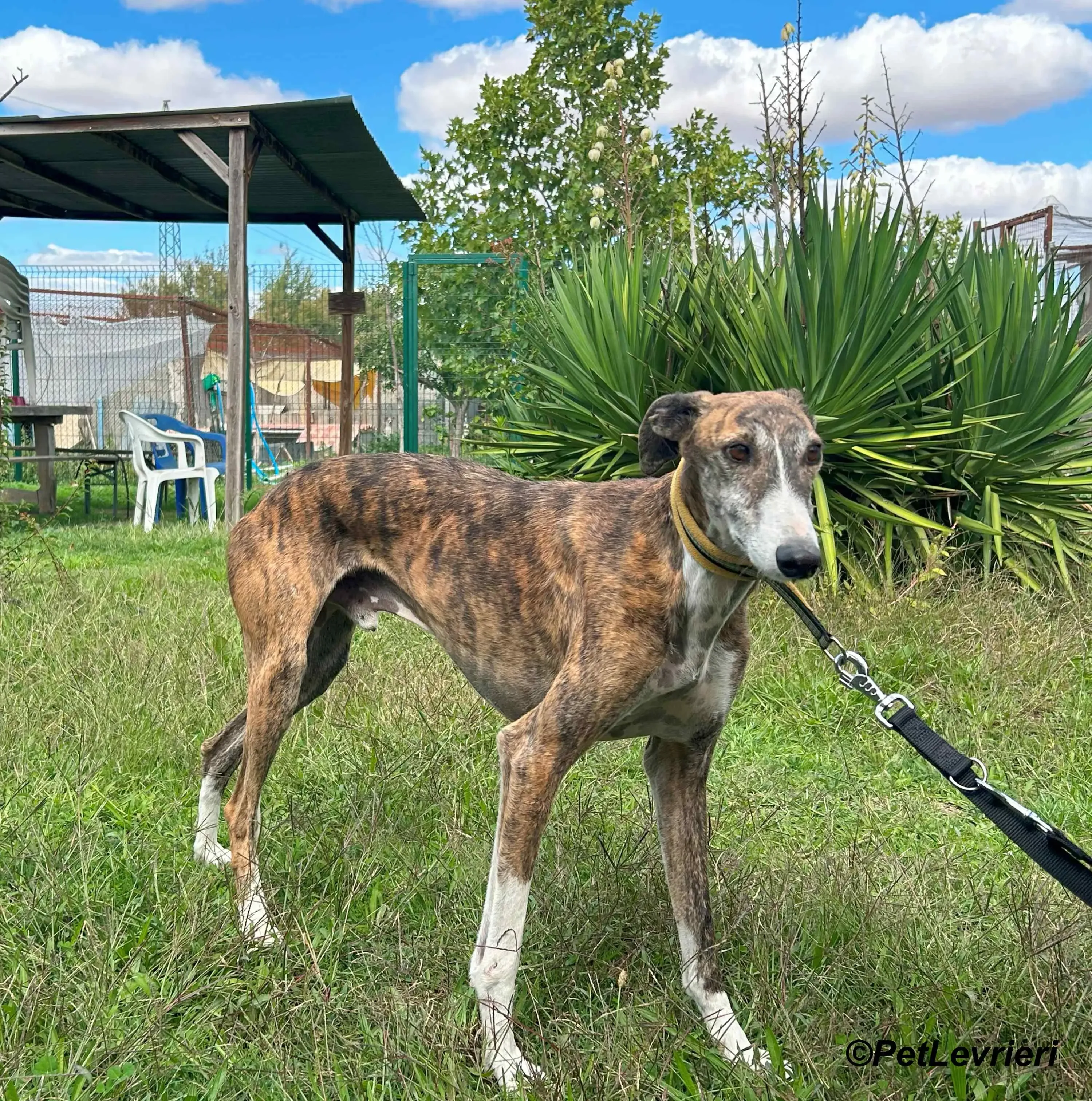 Phoenix galgo adozione pet levrieri onlus 20