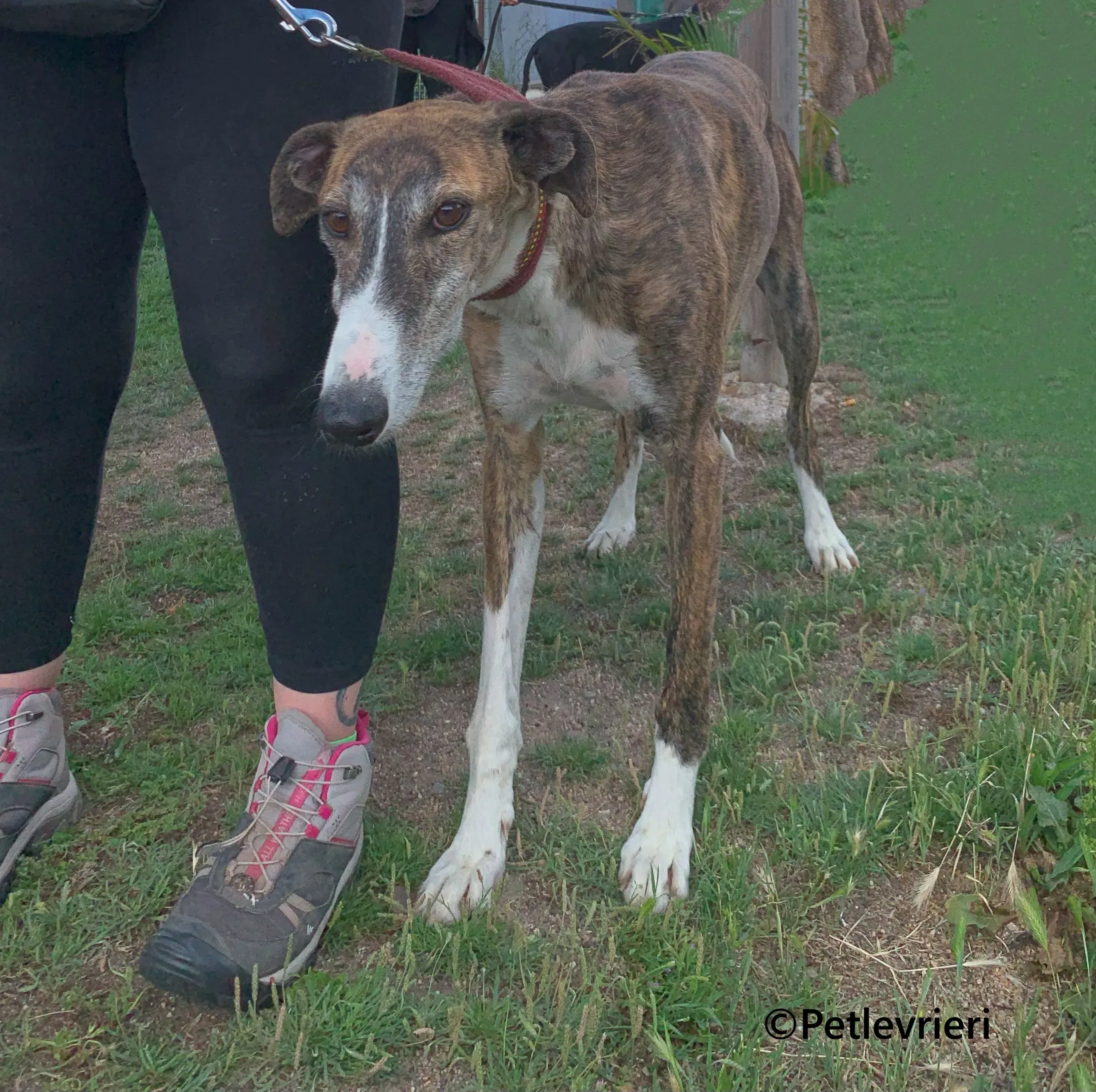 Phoenix galgo adozione pet levrieri onlus 3