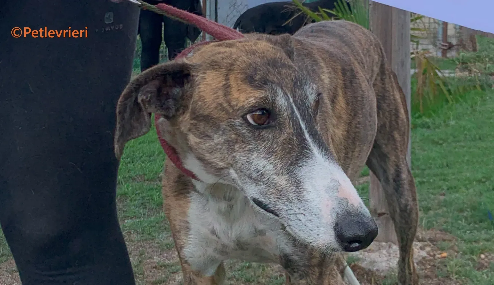 Phoenix galgo adozione pet levrieri onlus 4