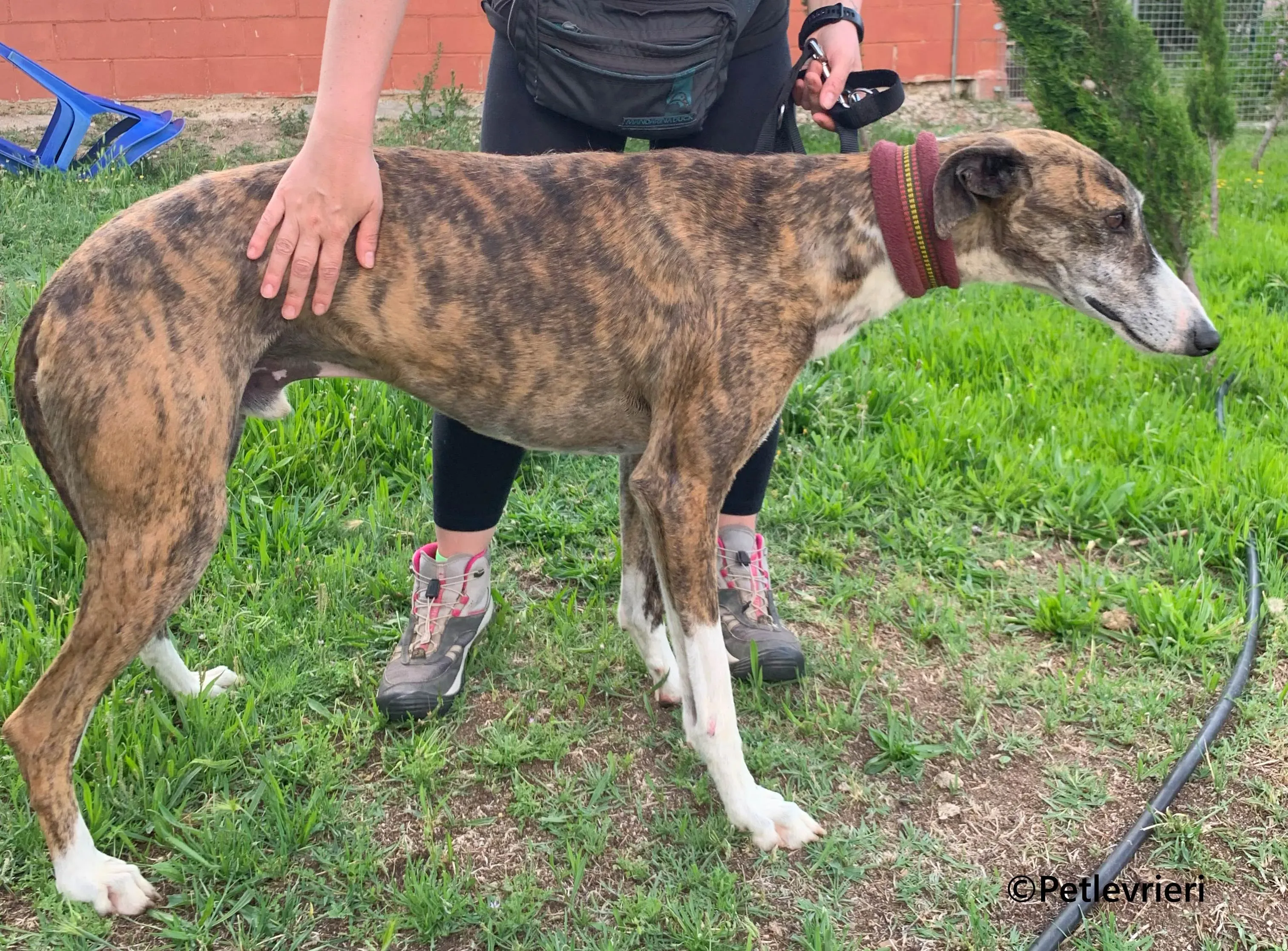 Phoenix galgo adozione pet levrieri onlus 5