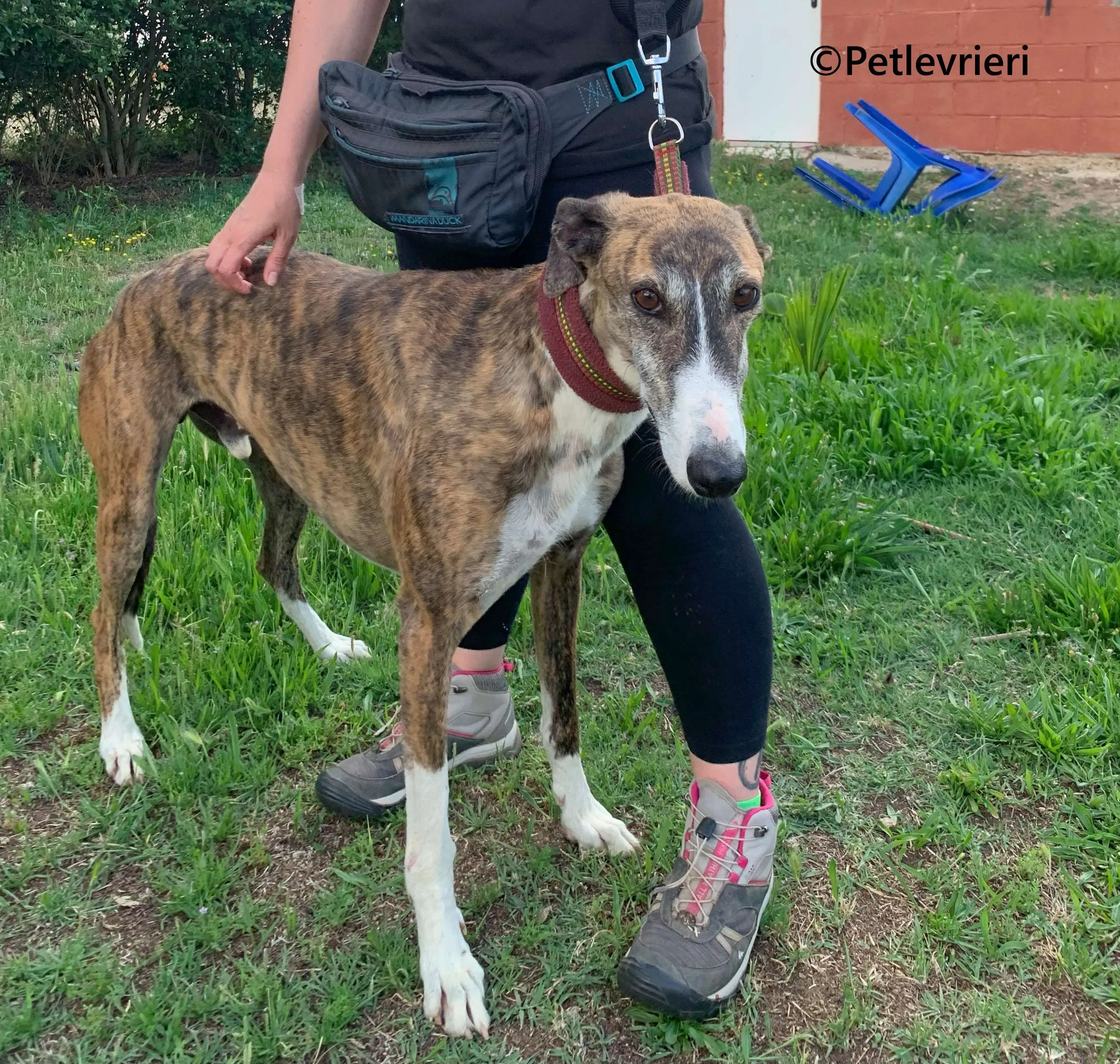 Phoenix galgo adozione pet levrieri onlus 6