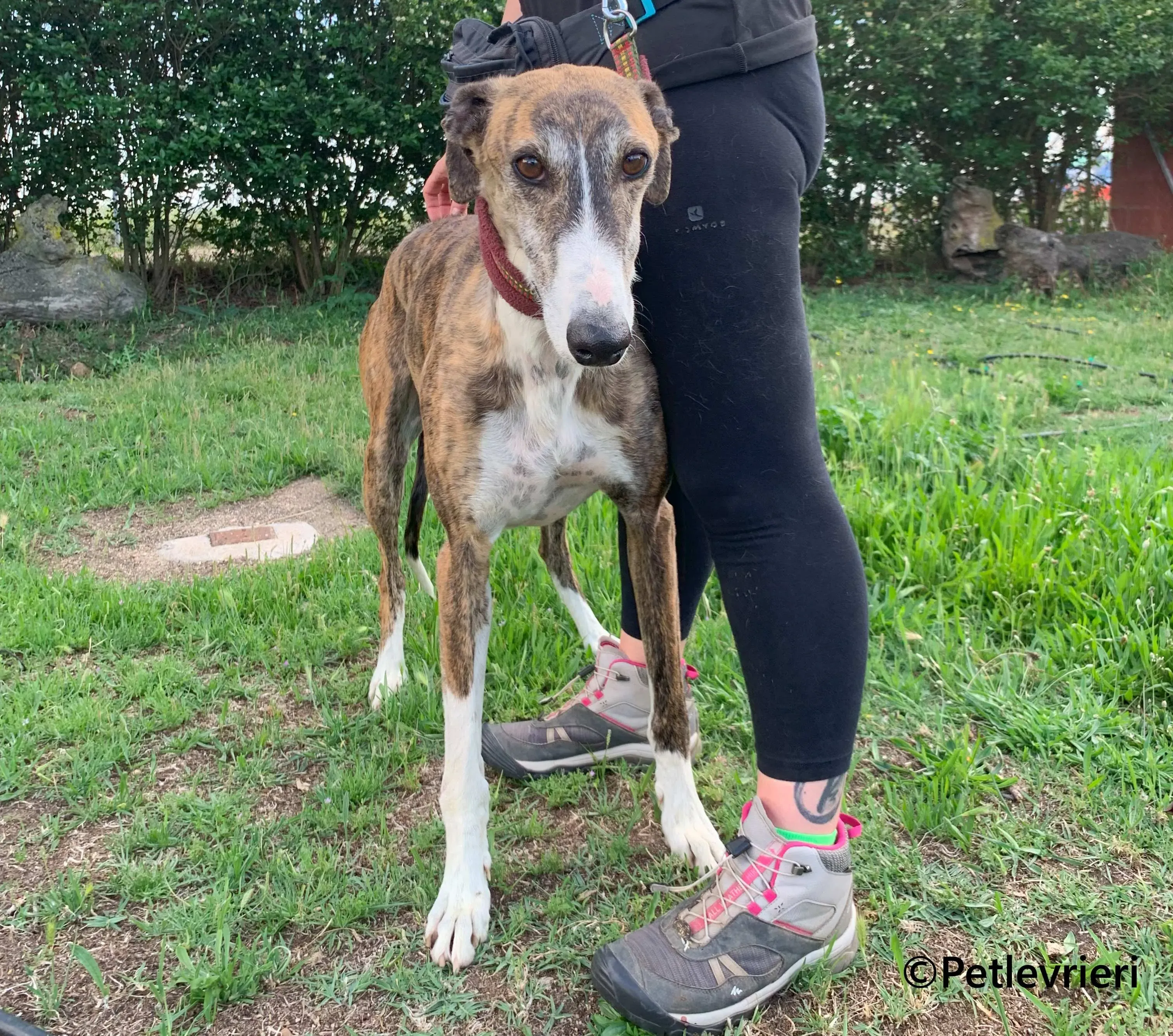 Phoenix galgo adozione pet levrieri onlus 8