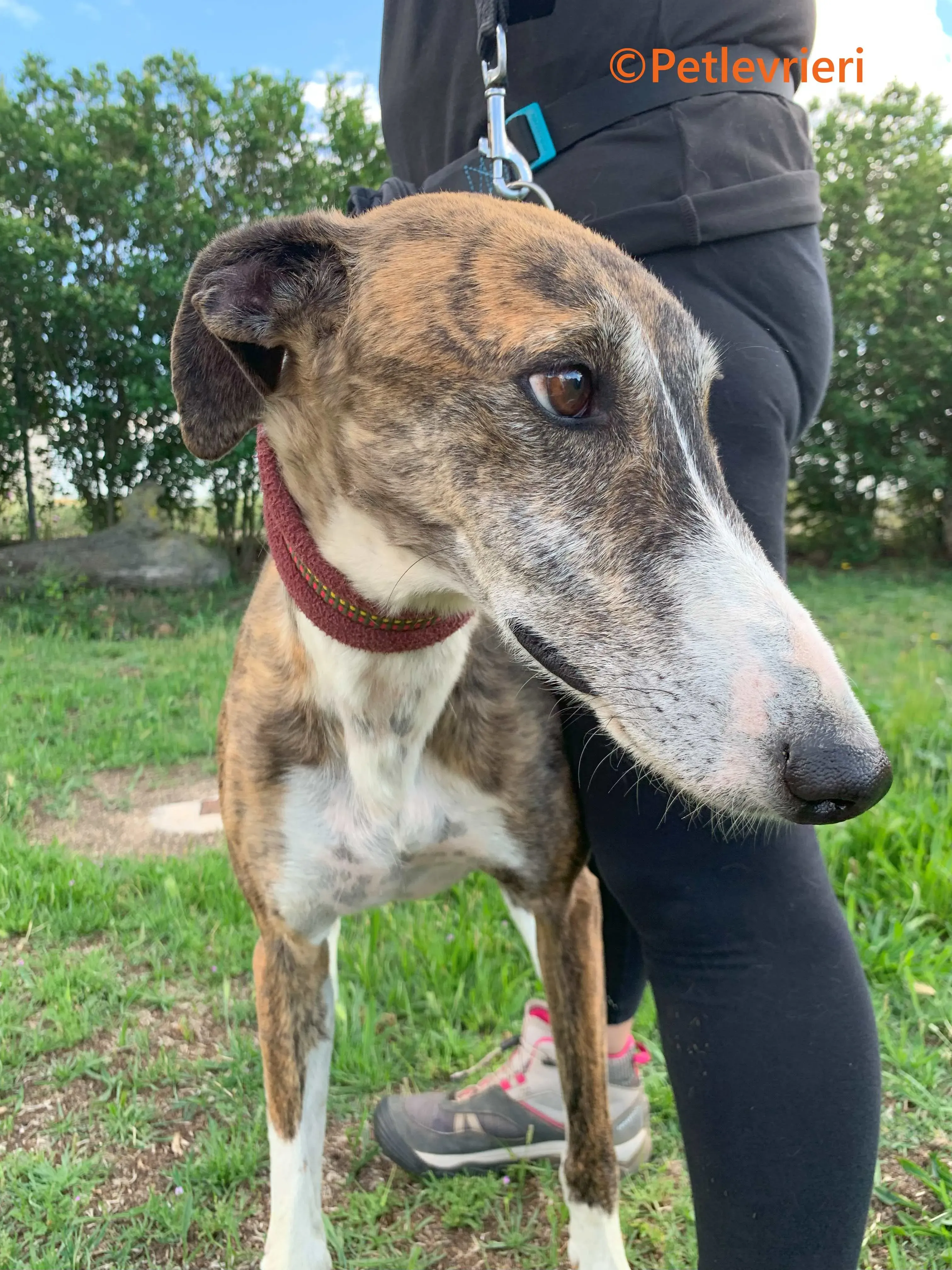 Phoenix galgo adozione pet levrieri onlus 9