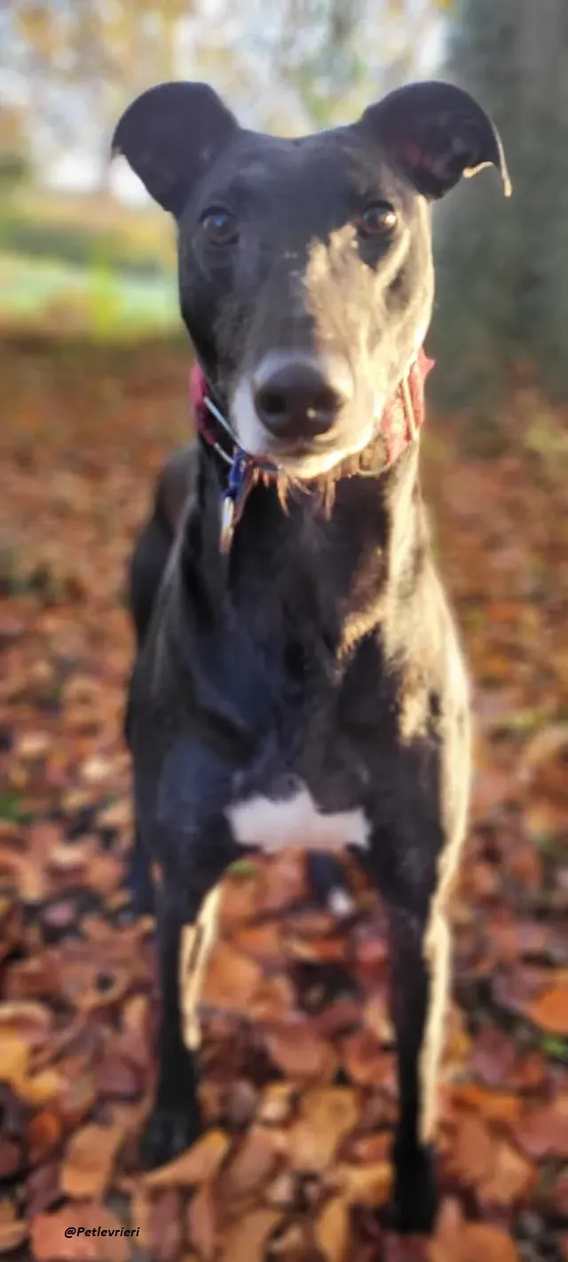 Phucket greyhound levrieri adozione 1