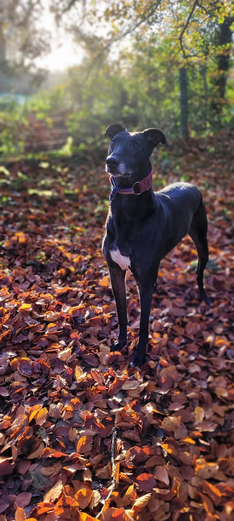 Phucket greyhound levrieri adozione 3