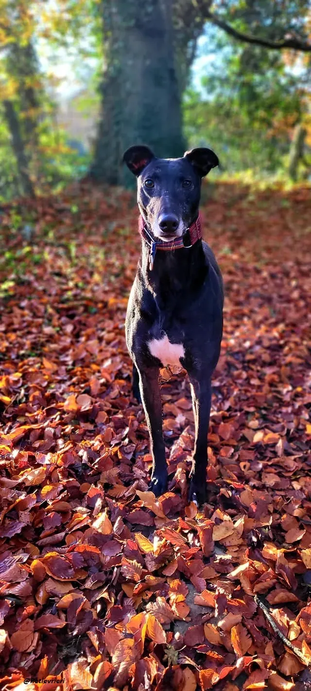 Phucket greyhound levrieri adozione