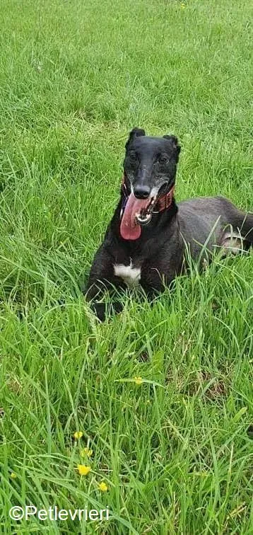 Phuket adozione levrieri greyhound 1