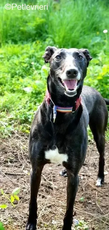 Phuket adozione levrieri greyhound 10