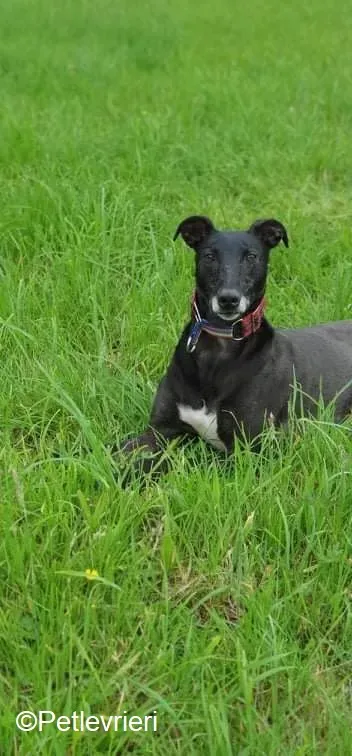 Phuket adozione levrieri greyhound 2