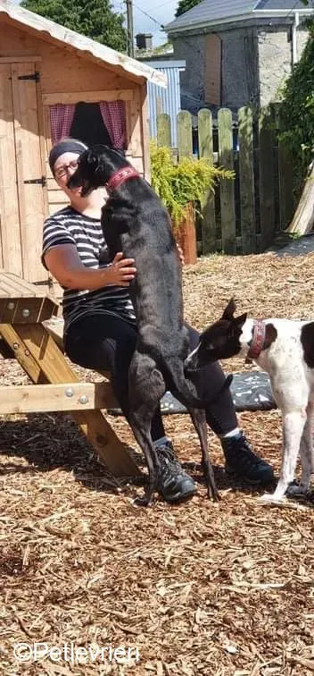 Phuket adozione levrieri greyhound 3