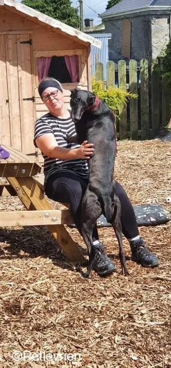 Phuket adozione levrieri greyhound 4