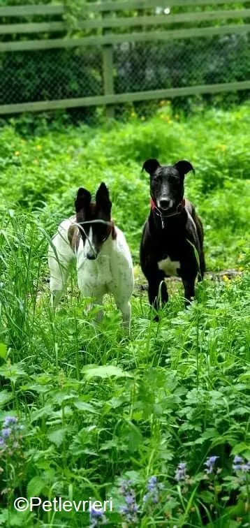 Phuket adozione levrieri greyhound 5