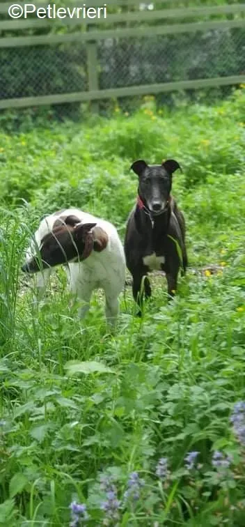 Phuket adozione levrieri greyhound 6