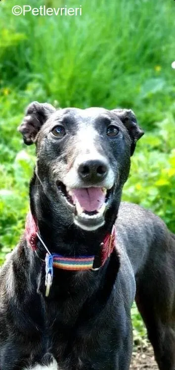 Phuket adozione levrieri greyhound 7