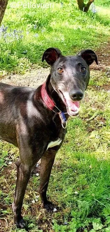 Phuket adozione levrieri greyhound 8