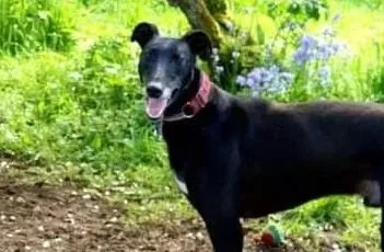 Phuket adozione levrieri greyhound 9 e1627939899650