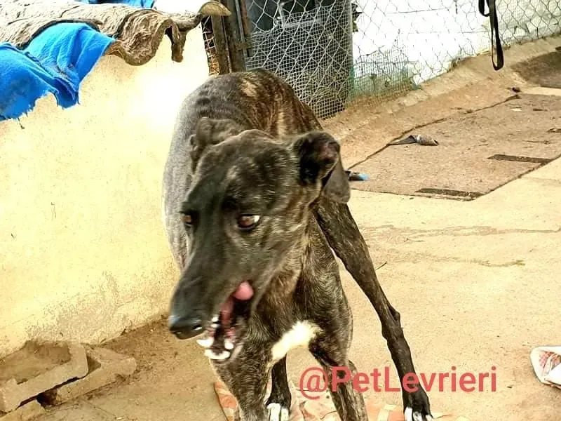 Pilar adozione levrieri galgo 21