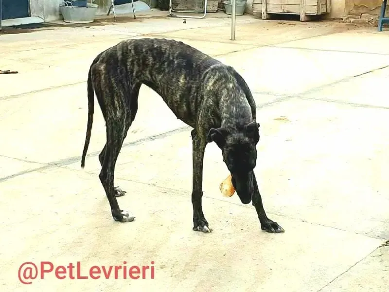 Pilar adozione levrieri galgo 22