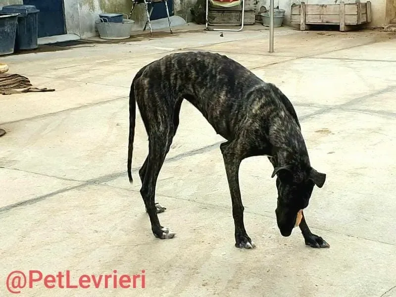 Pilar adozione levrieri galgo 23