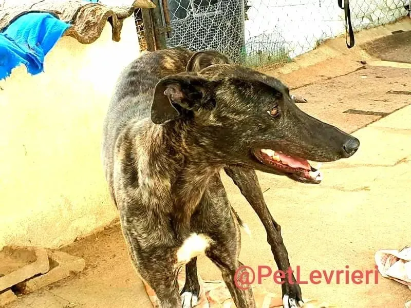 Pilar adozione levrieri galgo 24