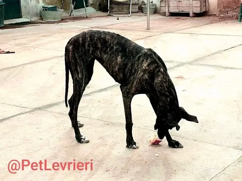 Pilar adozione levrieri galgo 26